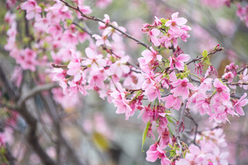 Pink cherry blossoms in spring