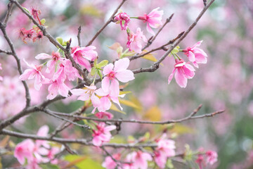 Pink cherry blossoms in spring