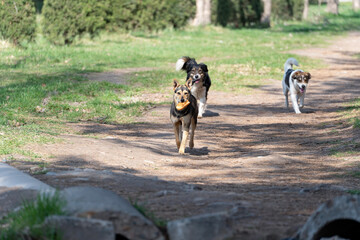 Three stray mongrel dogs are running along a dirt road illuminated by sunlight in spring, right in...