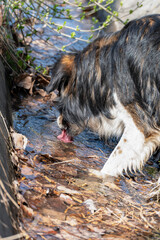 Vertical photo of a mongrel shaggy dirty stray dog drinking water in a park from a ditch with its...
