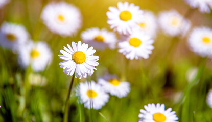 White small daisies blooming on grass background
