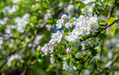 appletree blossom branch in the garden in spring
