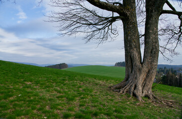 Old tree in front of a vast hilly landscape in southern East Germany