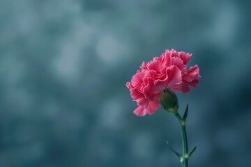 A delicate pink carnation blooming alone against a soft blue backdrop in a tranquil garden