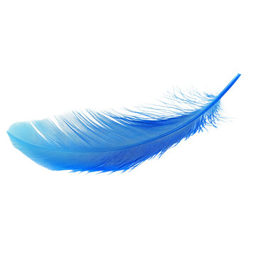 Fototapeta A single bright blue feather floats on a white background. 