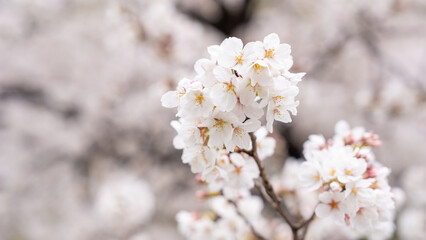 Obraz premium 桜の花クローズアップ