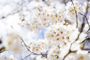 満開の桜