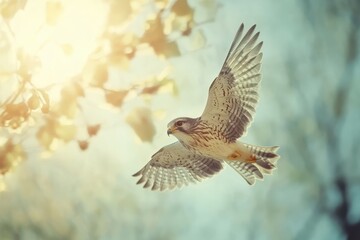 Fototapeta premium Common Kestrel hovering gracefully in sunlight on a bright day in nature, Common Kestrel in flight falco tinnunculus hovering in the sky