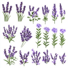 Obraz premium Vibrant Purple Lavender Flowers Collection for Creative Projects