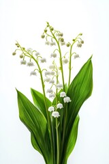 Fototapeta premium Elegant White Lily of the Valley Blooms with Green Leaves