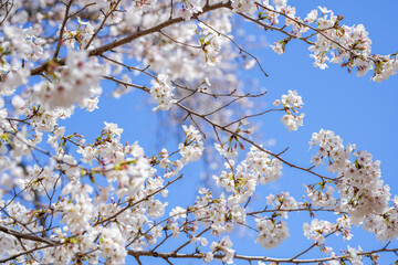 満開の桜と青空