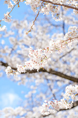 満開の桜と青空