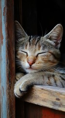 A serene tabby cat resting peacefully with its eyes closed on a wooden window ledge