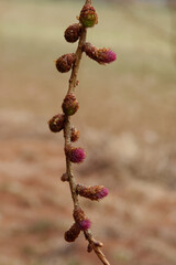 Larch strobilus: very young ovulate cones.