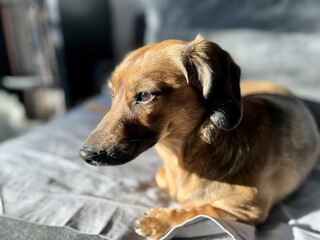 portrait of a sad dachshund