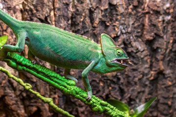 The Veiled Chameleon (Chamaeleo calyptratus) eats a cricket in a terrarium.