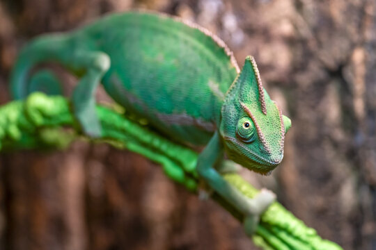 The Veiled Chameleon (Chamaeleo calyptratus) in a terrarium. - Powered by Adobe