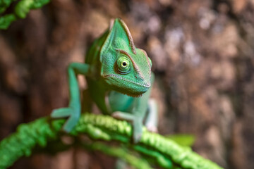 Fototapeta premium Close-up of the Veiled Chameleon (Chamaeleo calyptratus) in a terrarium.