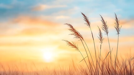 Fototapeta premium Spring flora in nature's landscape at sunrise captivating grass and sky view