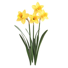 Naklejka premium 3D Daffodil Plant with Bright Yellow Flowers Isolated on Transparent Background