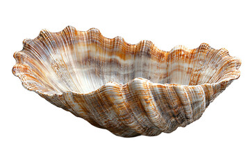 Obraz premium Elegant giant clam shell with natural ridges on transparent background, perfect for coastal home decor and luxury seafood restaurant branding 