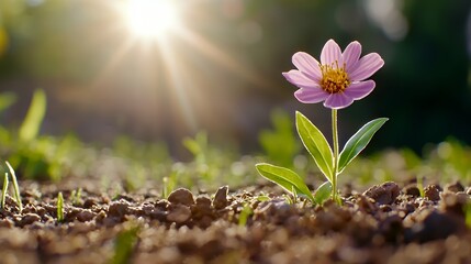 Pink flower emerging from earth