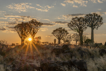 Desert landscape with with quiver trees (Aloe dichotoma), Northern Cape, South Africa