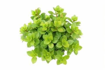 Obraz premium Lush green succulent plant on a white background