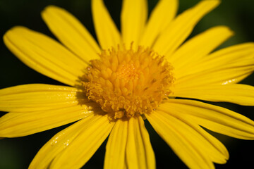 Fototapeta premium The golden daisy brightens up the whole garden