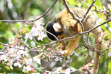 桜の木とリスザル