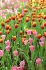 Obraz premium tulip