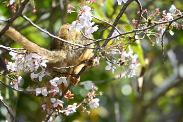 桜の木とリスザル