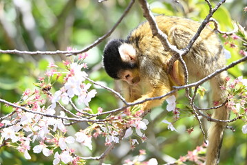 桜の木とリスザル