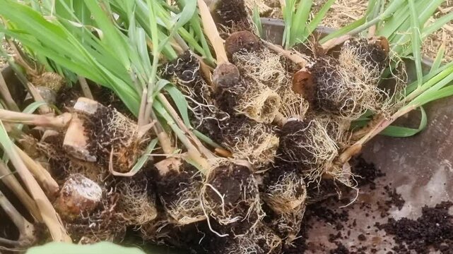 Sugarcane root nursery farms cultivate healthy rootstock for planting, ensuring robust growth and efficient propagation of sugarcane crops from early stages