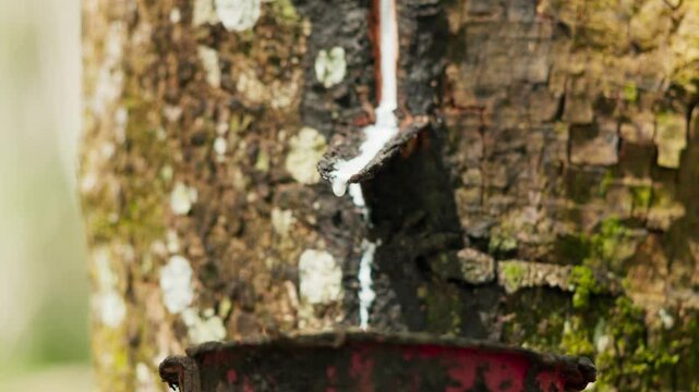 Close up view of raw latex dripping from rubber trees. Natural latex dripping from rubber trees	