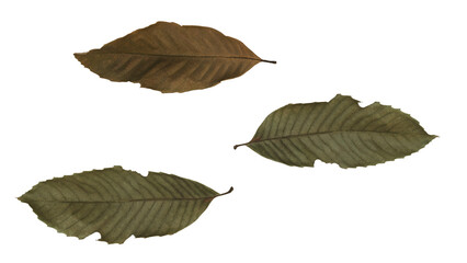 Seasonal dry leaves, isolated for decoration, invitation cards, wedding, decorative elements,...