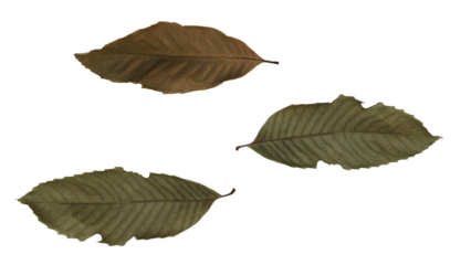 Seasonal dry leaves, isolated for decoration, invitation cards, wedding, decorative elements, wallpaper, transparent background