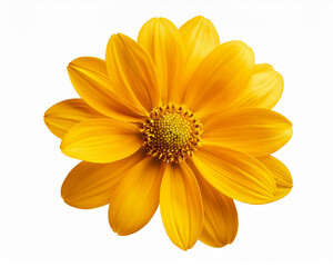 Obraz premium Cutout of a yellow blossom isolated on a clear background