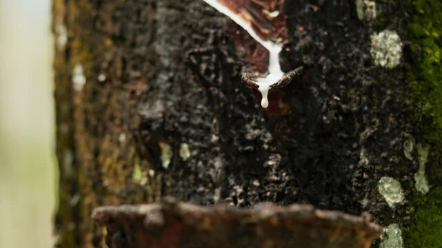 Close up view of raw latex dripping from rubber trees. Natural latex dripping from rubber trees	