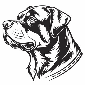 recommend clip art: black labrador retriever, Bold Rottweiler Head Vector Art – Detailed Black and White Dog Illustration, Retriever dog in zentangle art, stencil logo, black and white animal illustration,