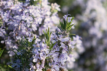 Rosemary blooms in close-up. Pale purple flowers bloomed in the park. Fragrant seasoning is a flower bed decoration. Floral natural background in the sunlight. Soft selective focus. blurred background