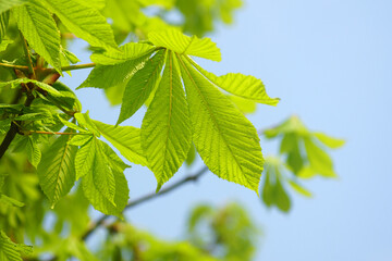 Spring in the city park in detail: young leaves of horse chestnut illuminated by sunlight against the blue sky. A close-up photograph of fresh bright green foliage of Aesculus hippocastanum.