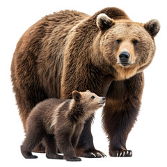 Obraz premium Brown Bear & Cub: Majestic Wildlife Photo on transparent background