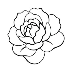 vector illustration of a peony