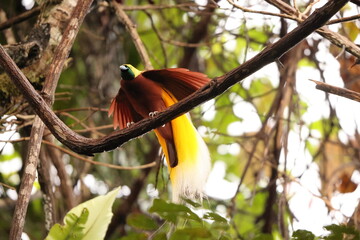 The lesser bird-of-paradise (Paradisaea minor) is a bird-of-paradise in the genus Paradisaea. This...