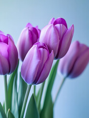 Fototapeta premium pink tulips on a blue background