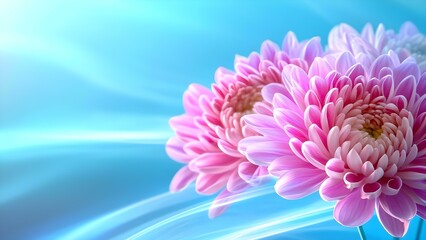 Obraz premium A close-up of beautiful pink chrysanthemums against a soft blue background, conveying a serene and tranquil atmosphere. Concept Chrysanthemum Close-Up, Tranquil Floral Photography