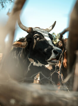 cow with horns mooing outside