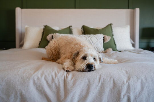 Cute fluffy dog laying on bed at home on neutral bedding.