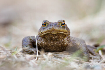Bufo bufo. Expanded throughout Europe.